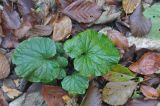 Pachyphragma macrophyllum. Вегетирующее растение. Республика Адыгея, Майкопский р-н, окр. пос. Каменномостский (Хаджох), каньон ручья Аминовка. 31.10.2015.