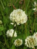 Trifolium repens. Соцветие. Магаданская обл., окр. г. Магадан, побережье бухты Гертнера, устье р. Магаданка, разнотравная поляна в долине. 24.07.2017.