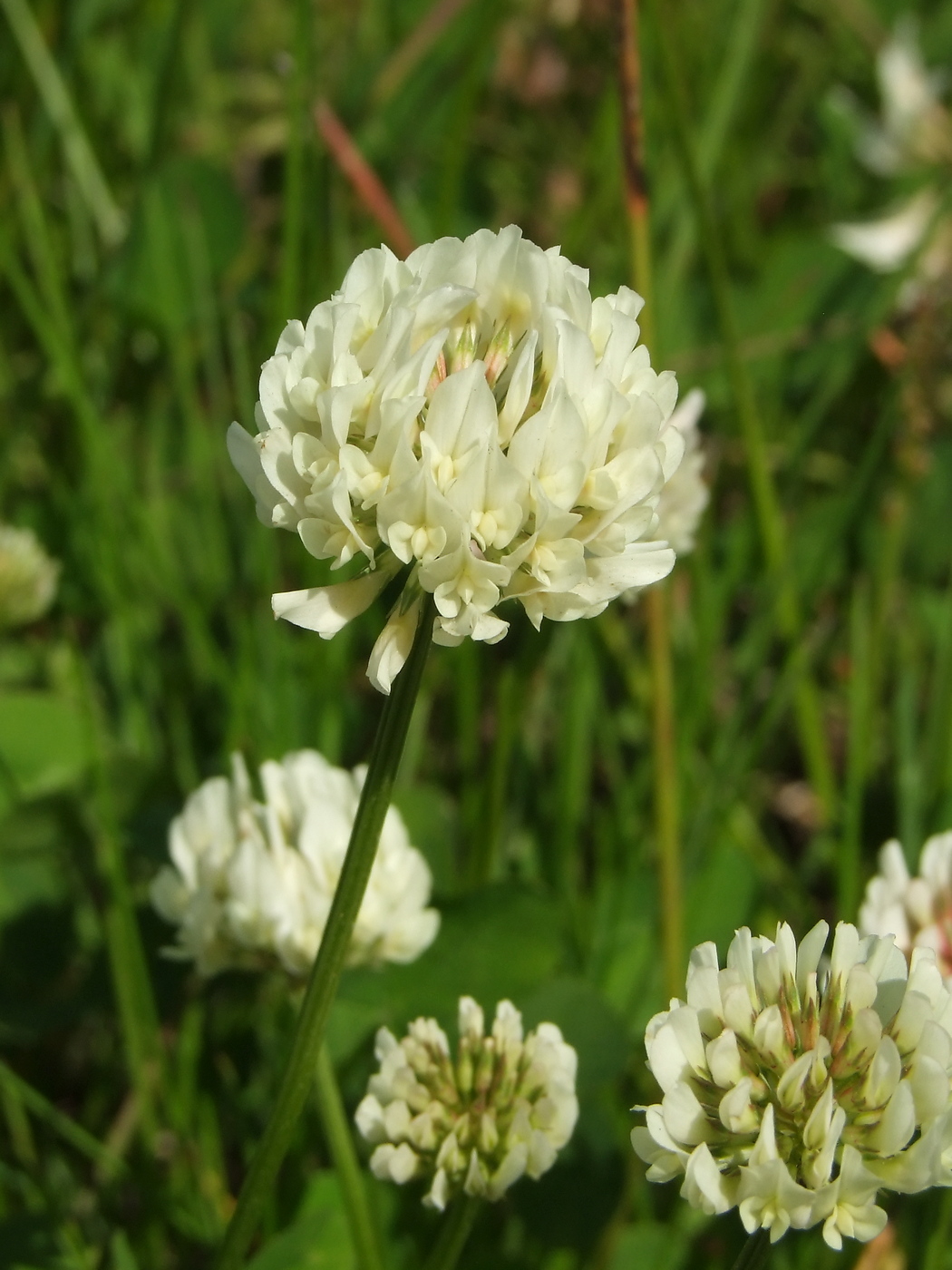 Изображение особи Trifolium repens.