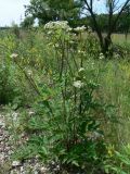 Angelica cincta