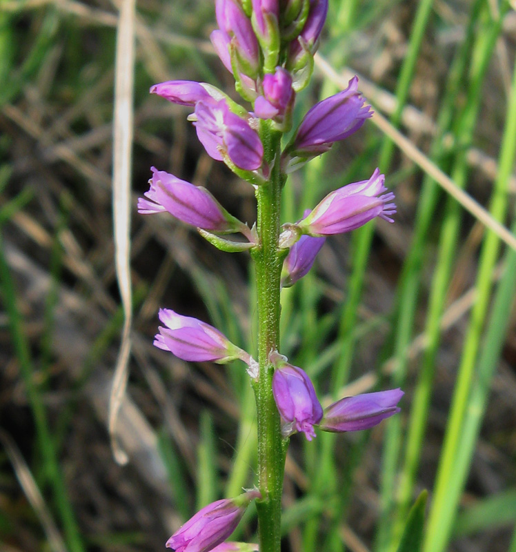 Image of Polygala comosa specimen.
