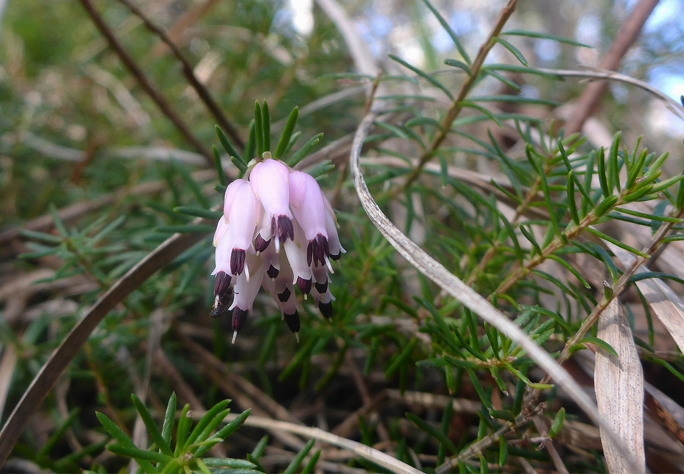 Image of Erica carnea specimen.