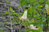 Brugmansia &times; candida