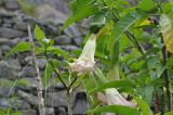 Brugmansia × candida