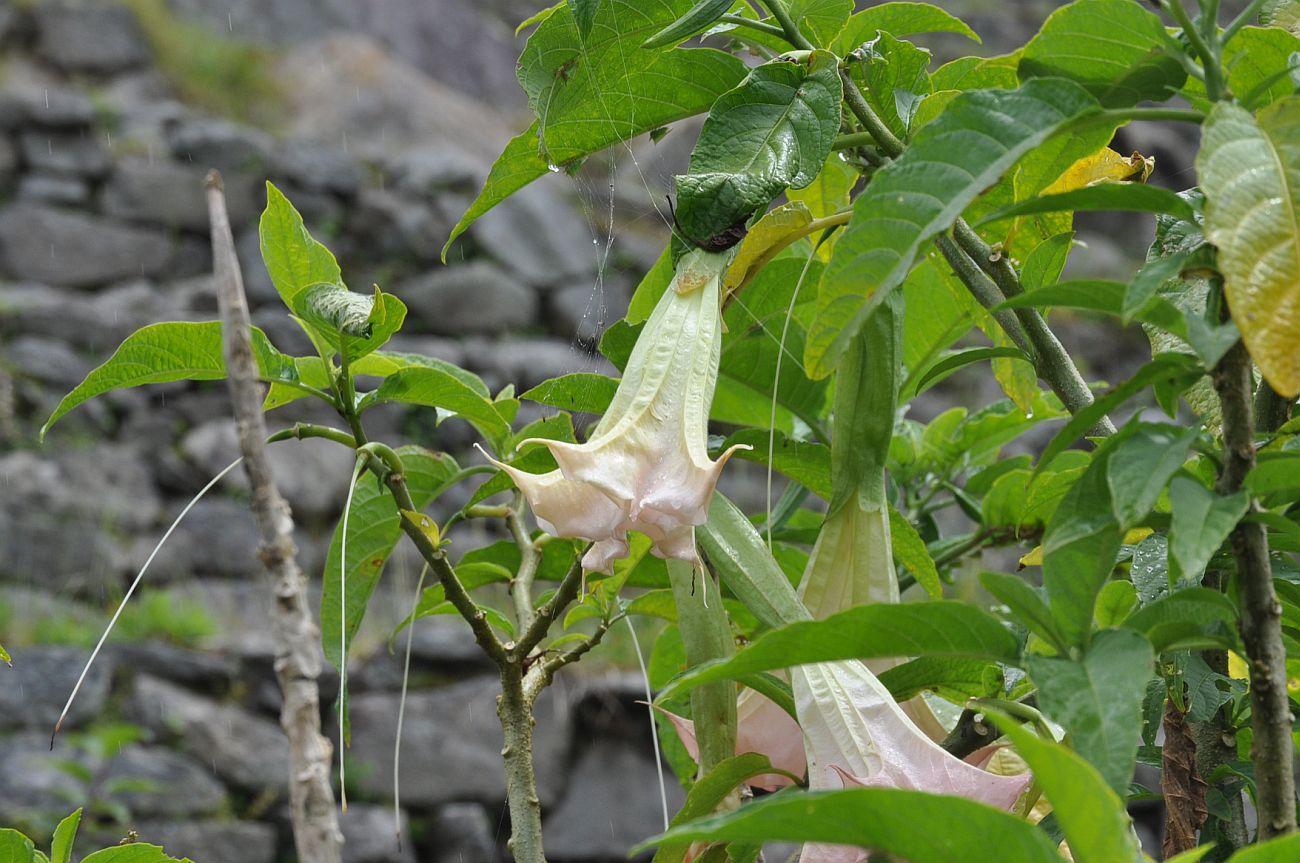 Изображение особи Brugmansia × candida.
