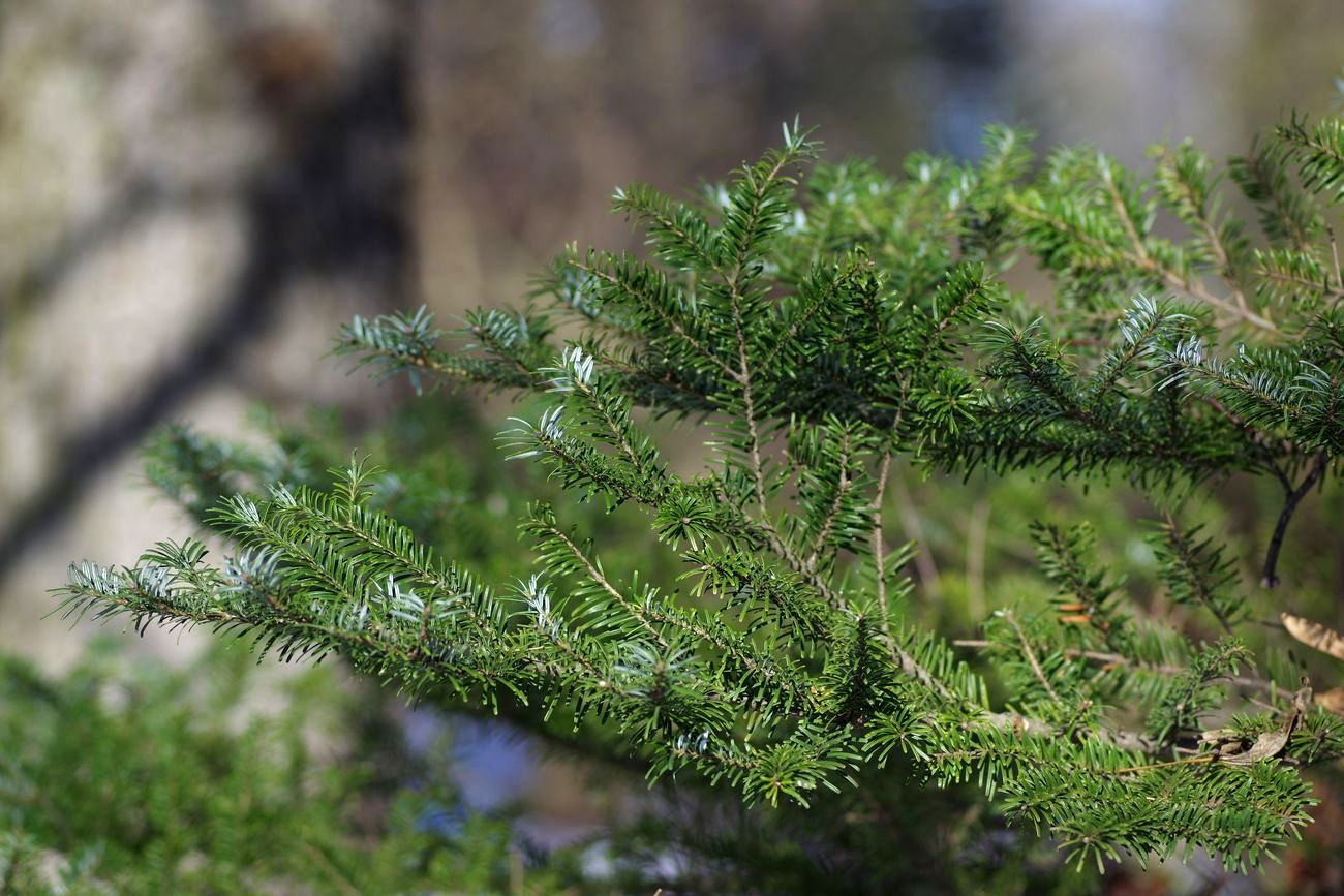 Изображение особи Abies koreana.