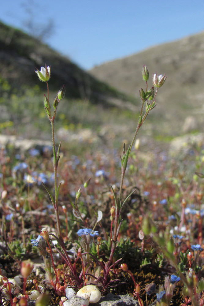 Image of Minuartia hybrida specimen.