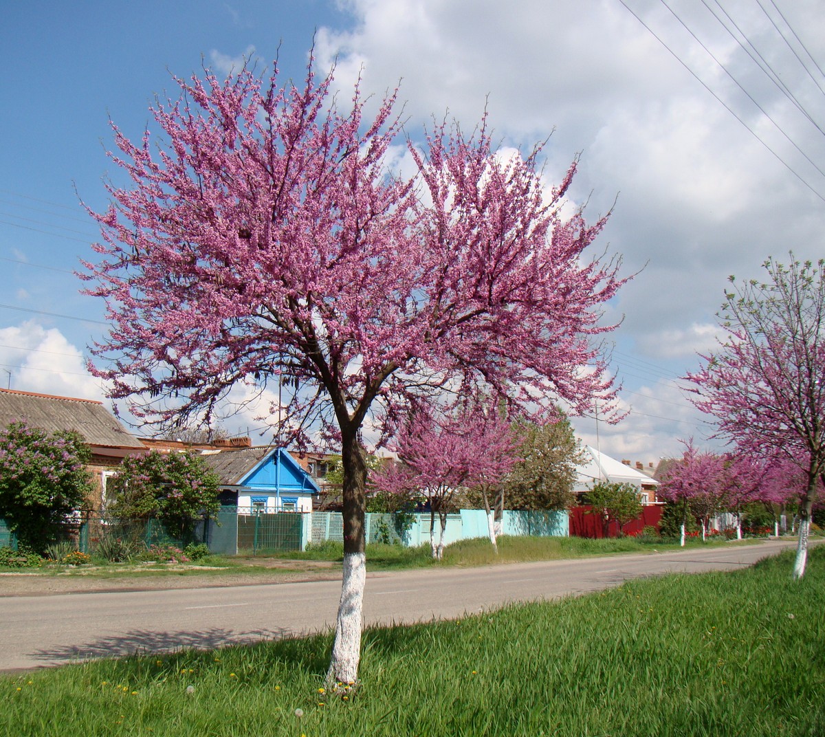 Изображение особи род Cercis.