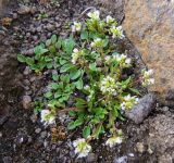 Cochlearia groenlandica. Отцветающее растение с завязавшимися плодами. Карское море, Енисейский зал., о. Северный, каменистый участок. 25.07.2017.