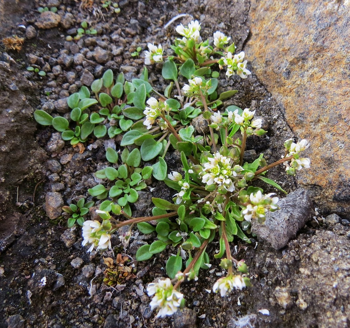 Изображение особи Cochlearia groenlandica.