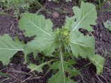 Sisymbrium loeselii