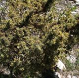 Juniperus oblonga
