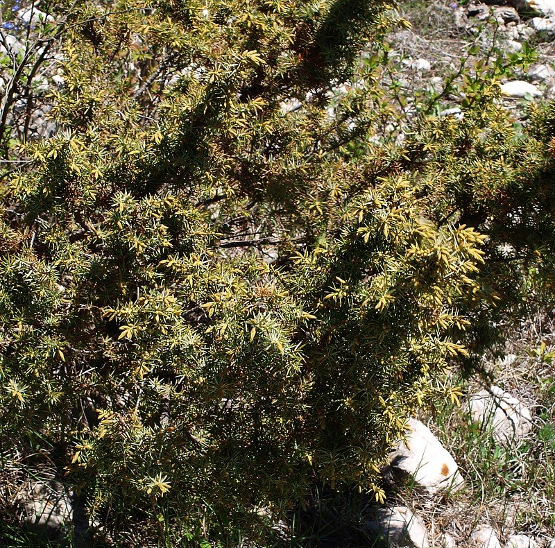 Изображение особи Juniperus oblonga.