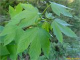 Acer pseudoplatanus