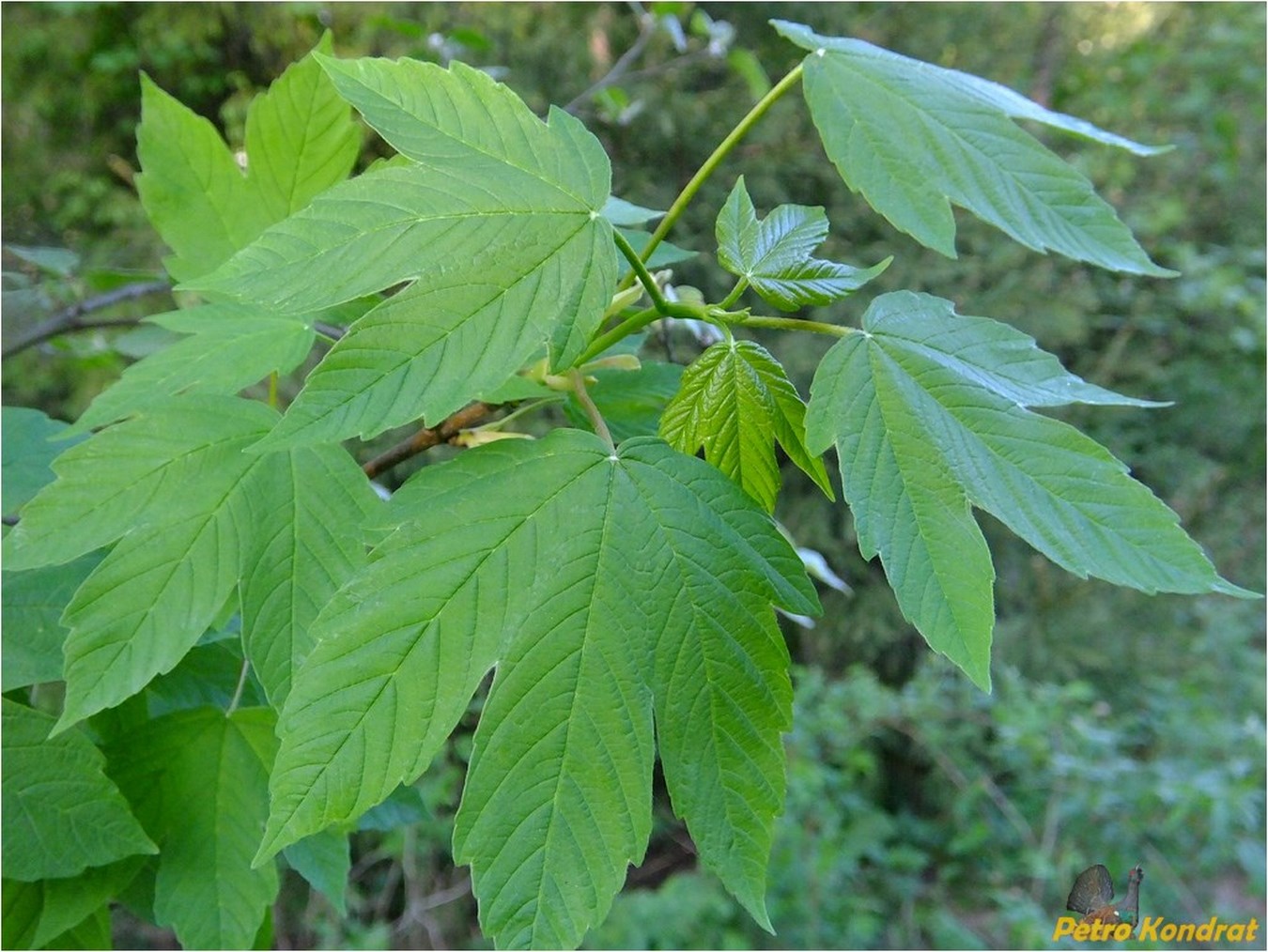 Изображение особи Acer pseudoplatanus.