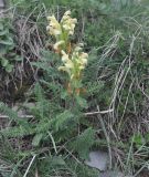 Pedicularis sibthorpii. Цветущее растение. Грузия, Казбегский муниципалитет, окраина с. Степанцминда, зап. склон горы Куро, травянистый склон. 21.05.2018.