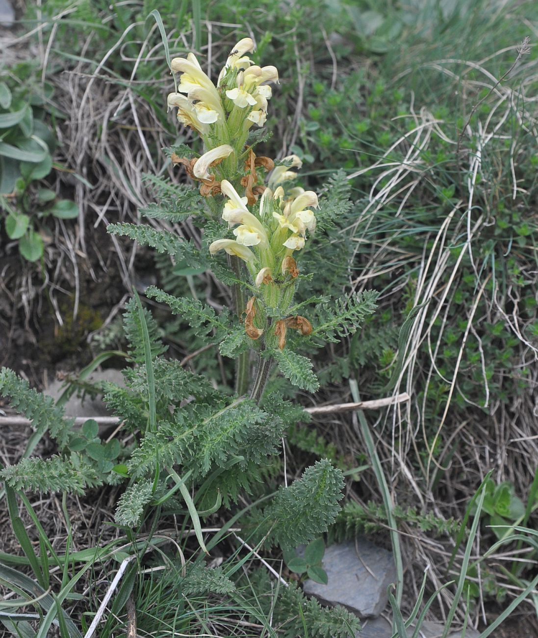 Изображение особи Pedicularis sibthorpii.