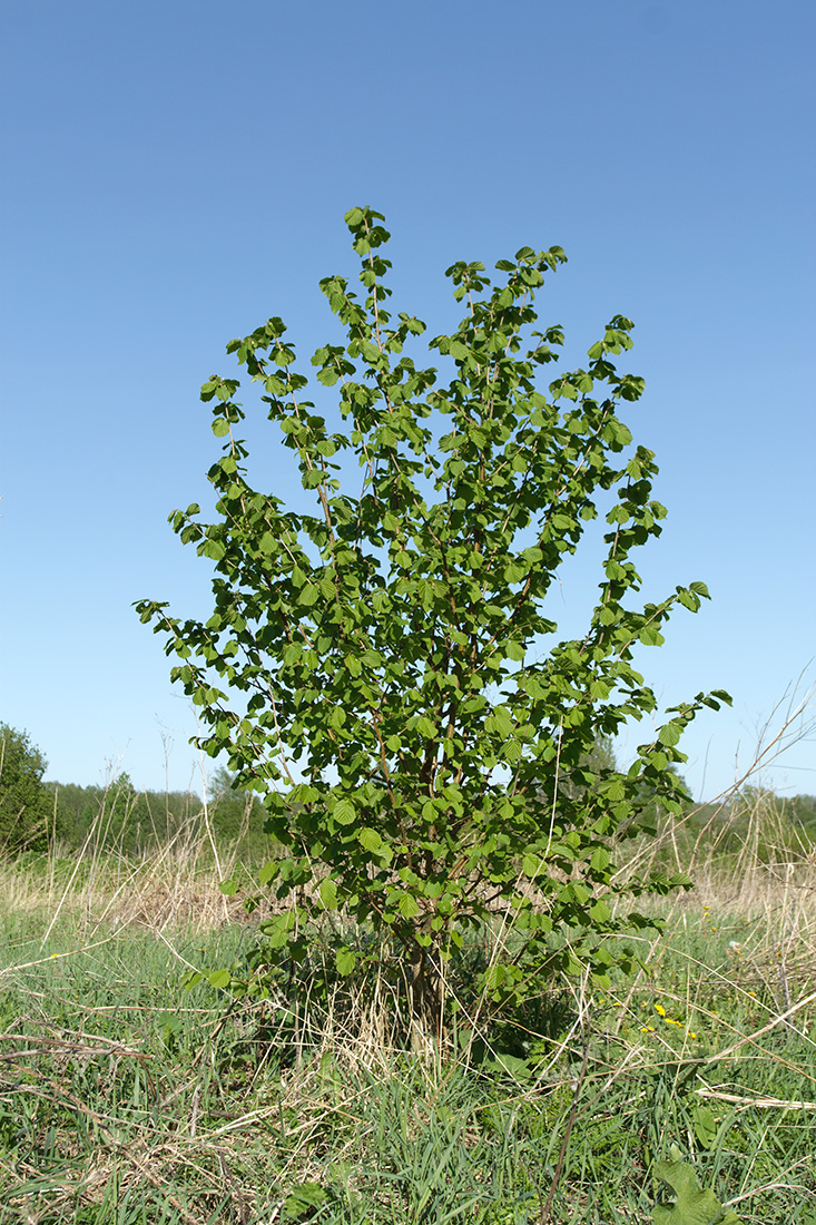 Image of Corylus avellana specimen.