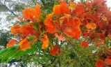 Delonix regia. Ветви с соцветиями. Израиль, г. Бат-Ям, в озеленении. 11.09.2015.