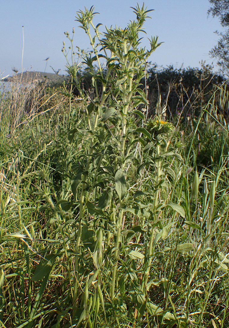 Image of Pallenis spinosa specimen.