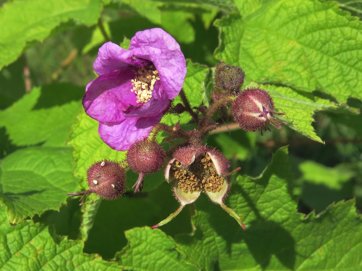 Изображение особи Rubus odoratus.