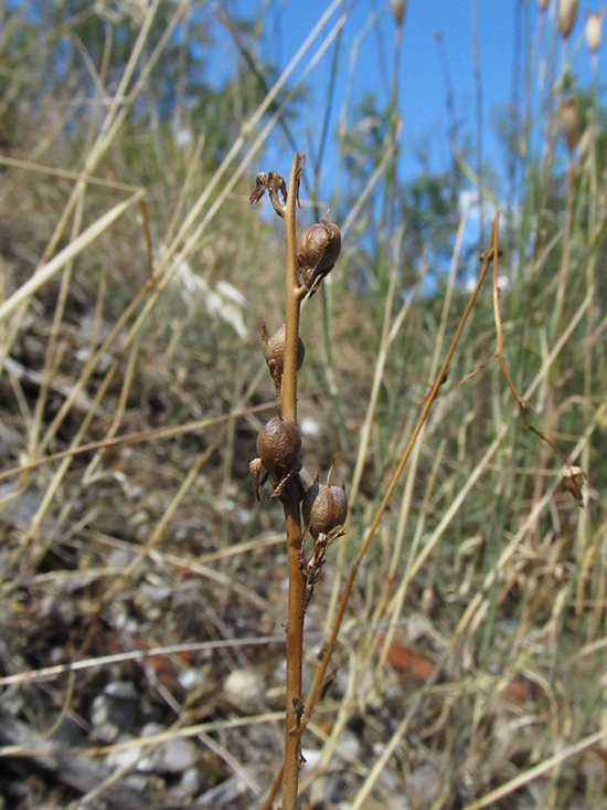 Image of Verbascum orientale specimen.