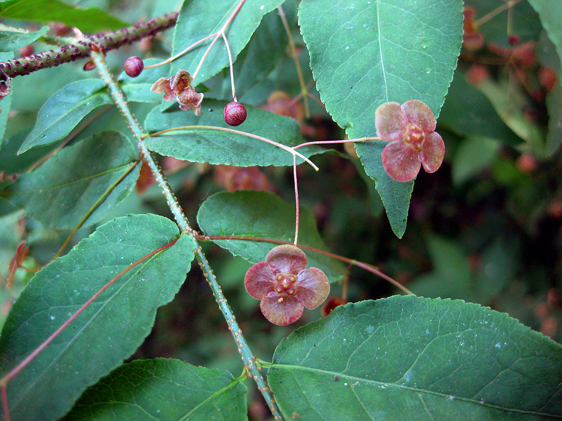 Image of Euonymus verrucosus specimen.