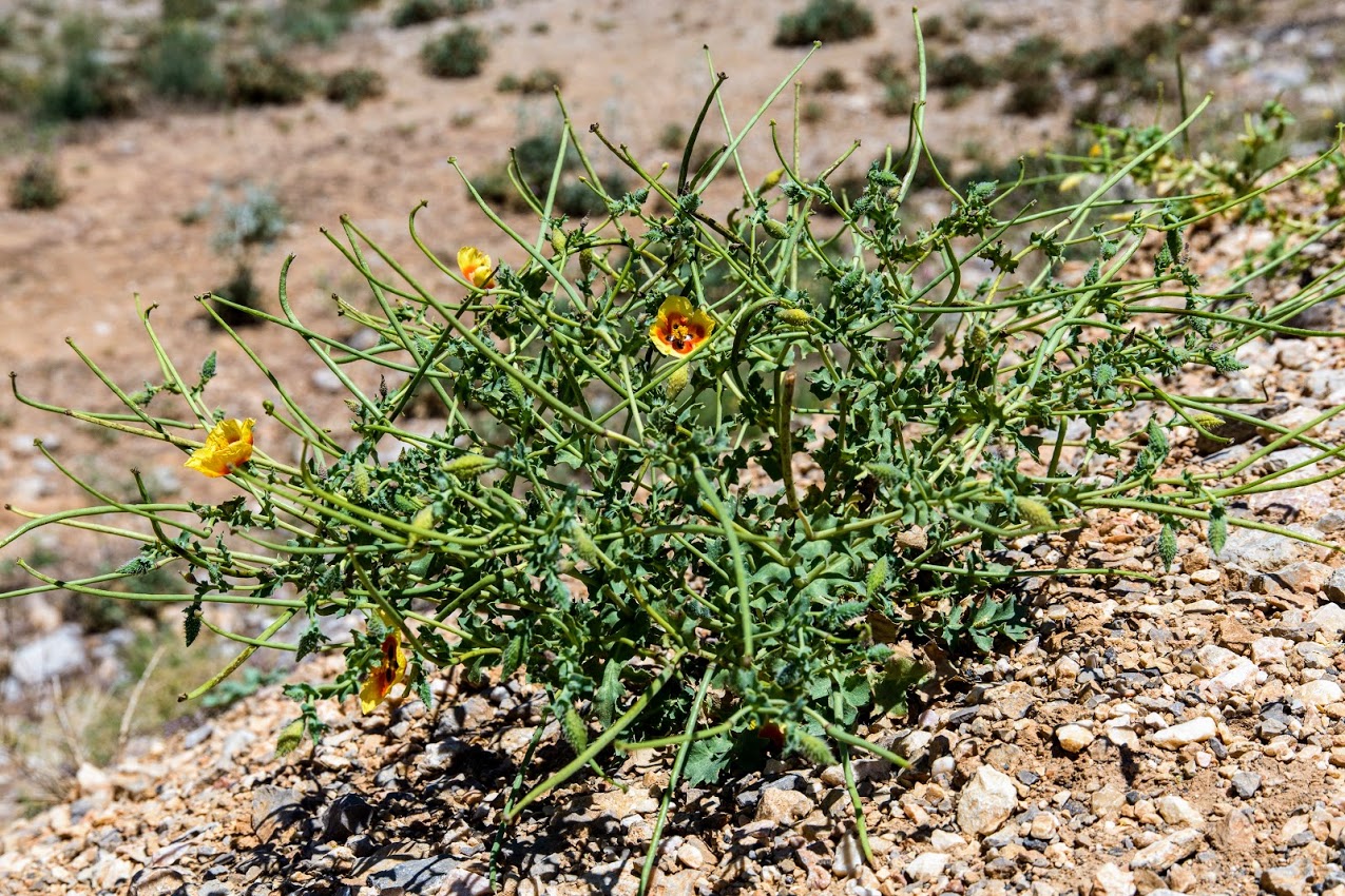 Изображение особи Glaucium leiocarpum.