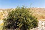 Rosa canina. Отцветшее растение. Израиль, горный массив Хермон, ≈ 1400 м н.у.м. 07.07.2018.