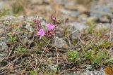 Thymus minussinensis. Часть цветущего растения. Башкортостан, Учалинский р-н, Ильчигуловский сельсовет, окр. дер. Мулдашево, хр. Нурали, у трещине на камне, ≈ 700 м н.у.м. 7 сентября 2018 г.