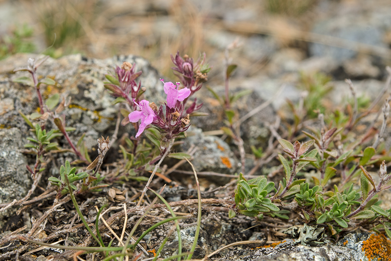 Изображение особи Thymus minussinensis.