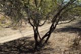 Rhamnus cathartica. Нижняя часть дерева. Узбекистан, Ташкентская обл., зап. отр. Чаткальского хр., подножье склона у левого берега р. Галвасай, окр. кишлака Учтерак. 25.09.2018.