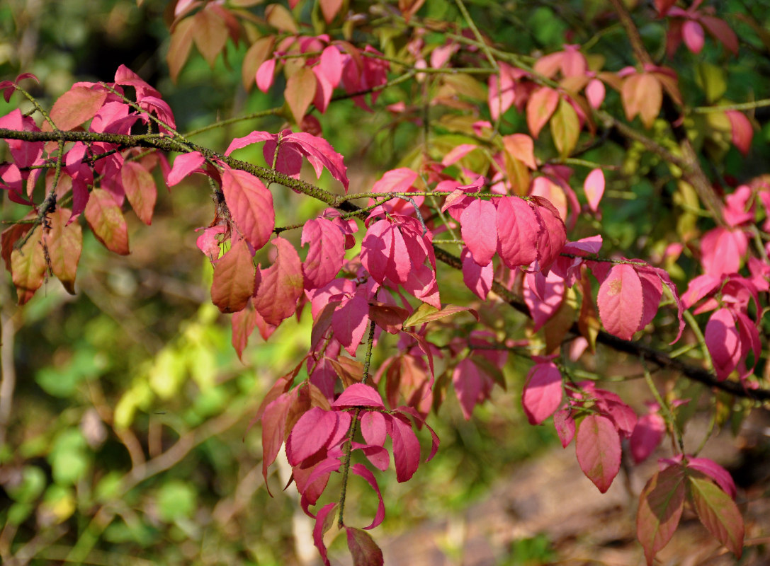 Image of Euonymus verrucosus specimen.