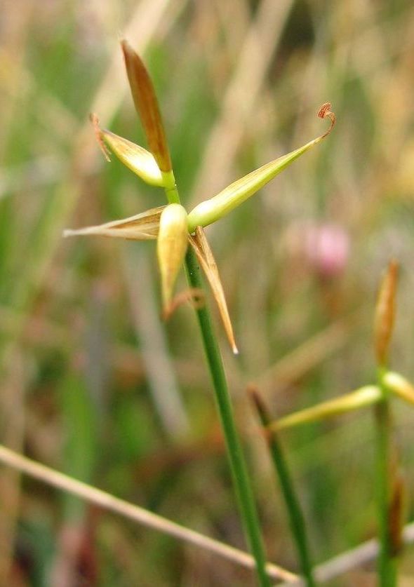 Image of Carex pauciflora specimen.