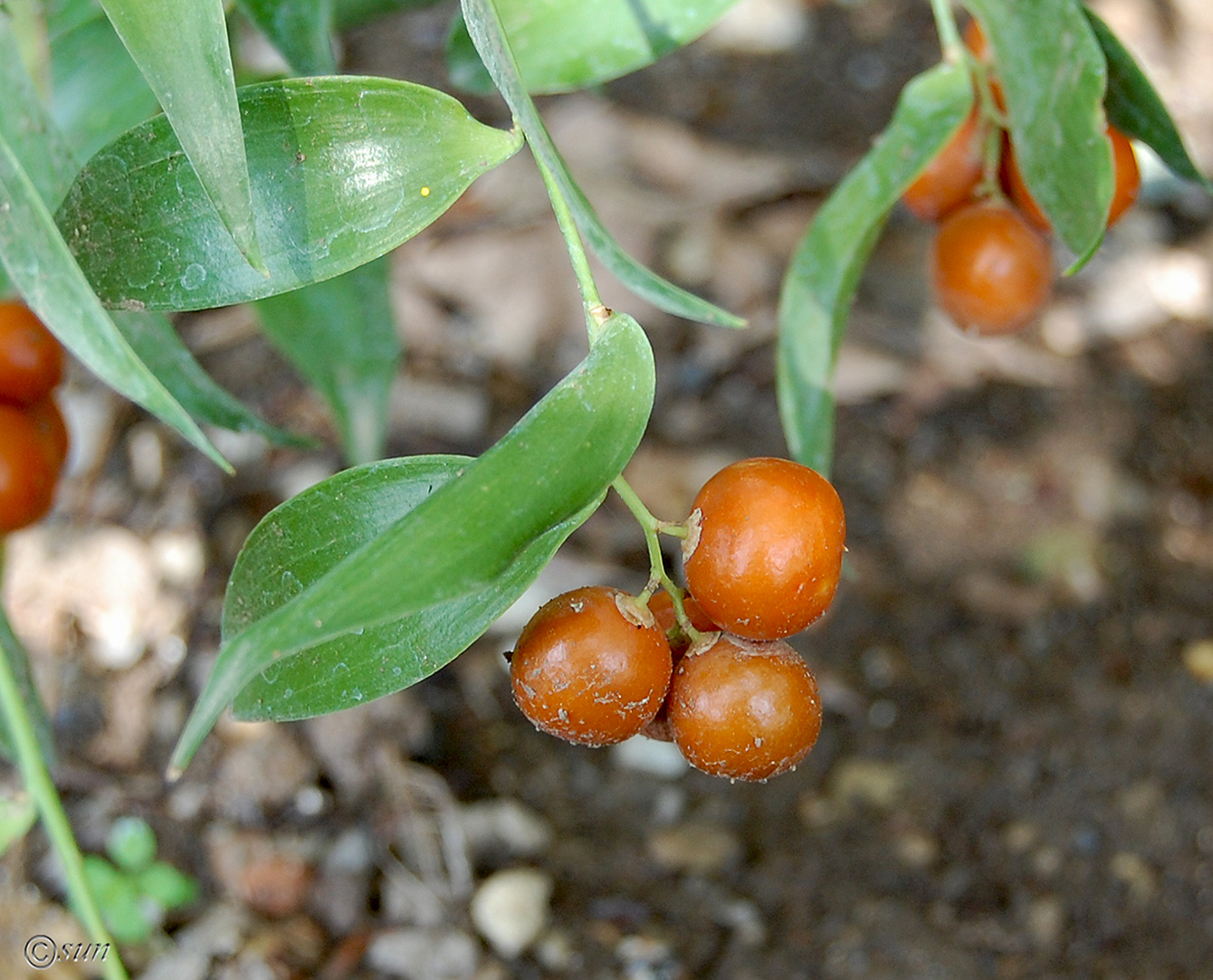 Image of Danae racemosa specimen.