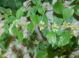 genus Parietaria. Цветущий побег. Черногория, муниципалитет Будва, пос. Бечичи (Bečići), сорное. Июль 2018 г.