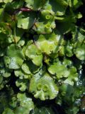 Marchantia polymorpha