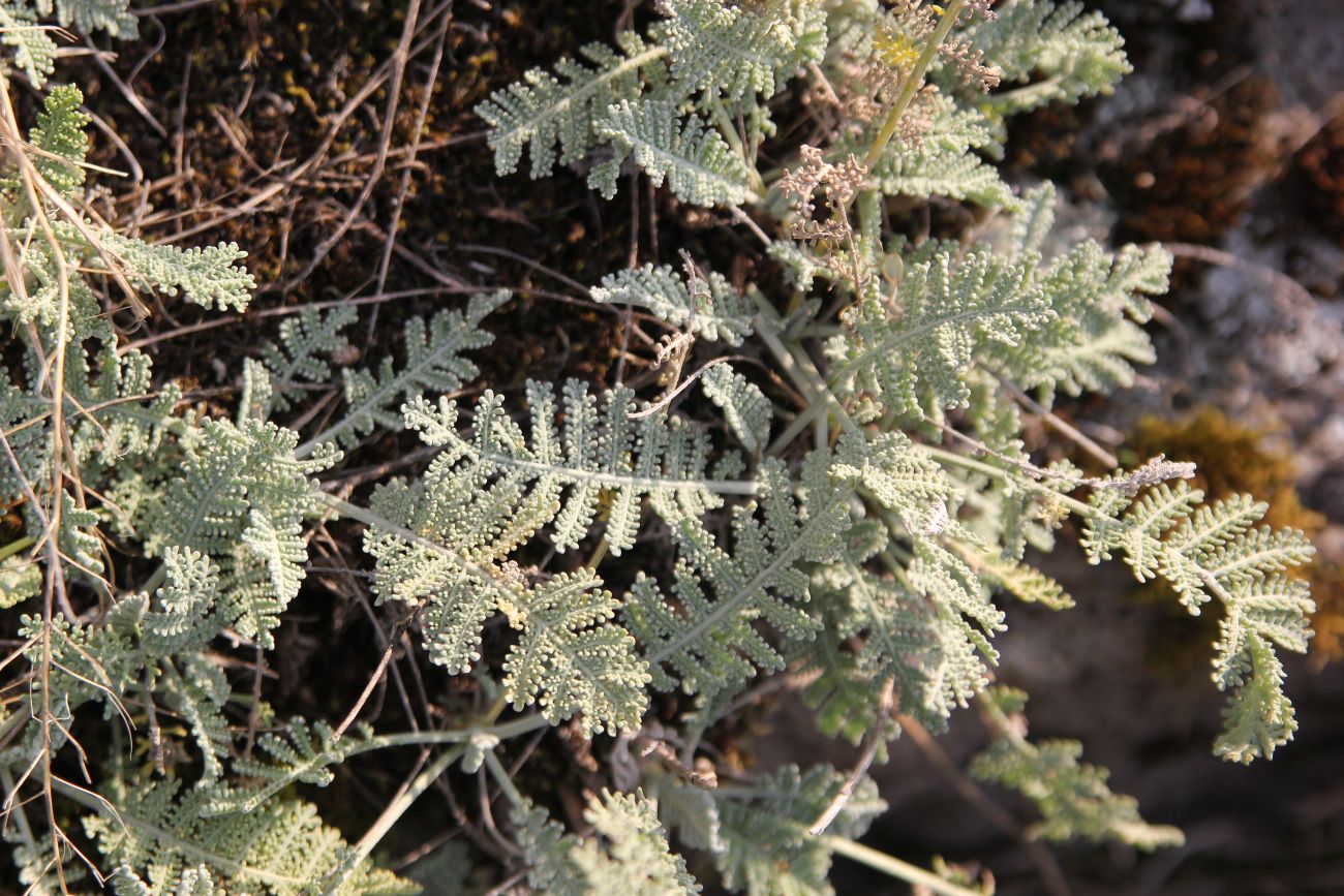 Изображение особи род Tanacetum.