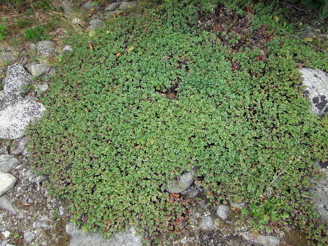 Image of Vaccinium vulcanorum specimen.