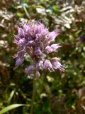 Allium sacculiferum