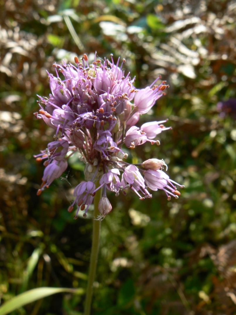 Изображение особи Allium sacculiferum.