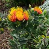 Leucospermum mundii