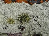Lecanora argopholis