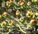 Ephedra distachya