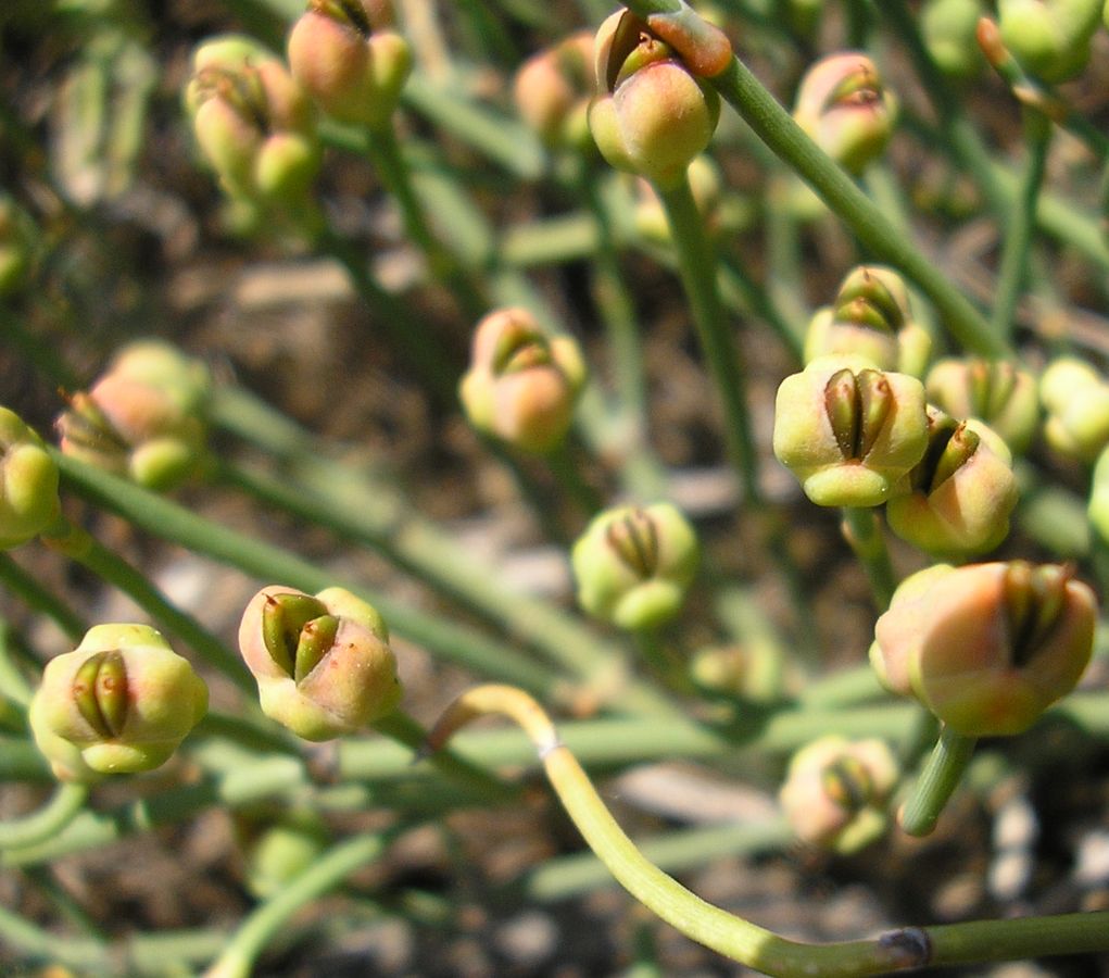 Image of Ephedra distachya specimen.