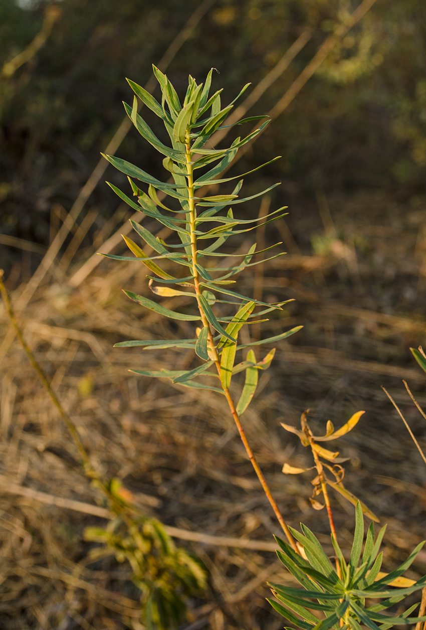 Изображение особи Euphorbia virgata.