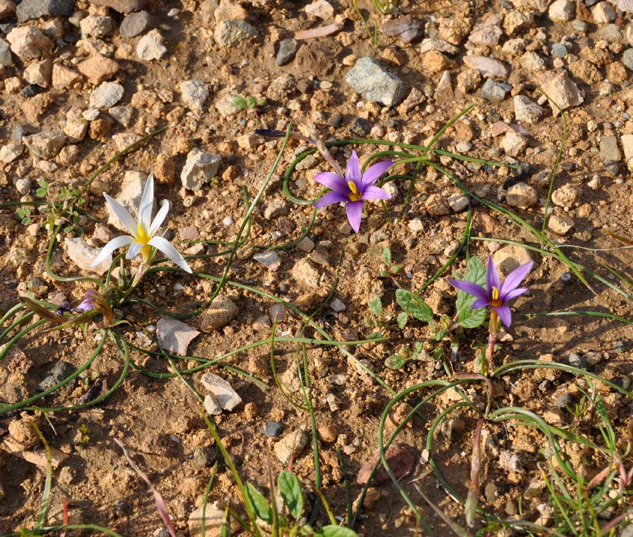 Image of Romulea tempskyana specimen.