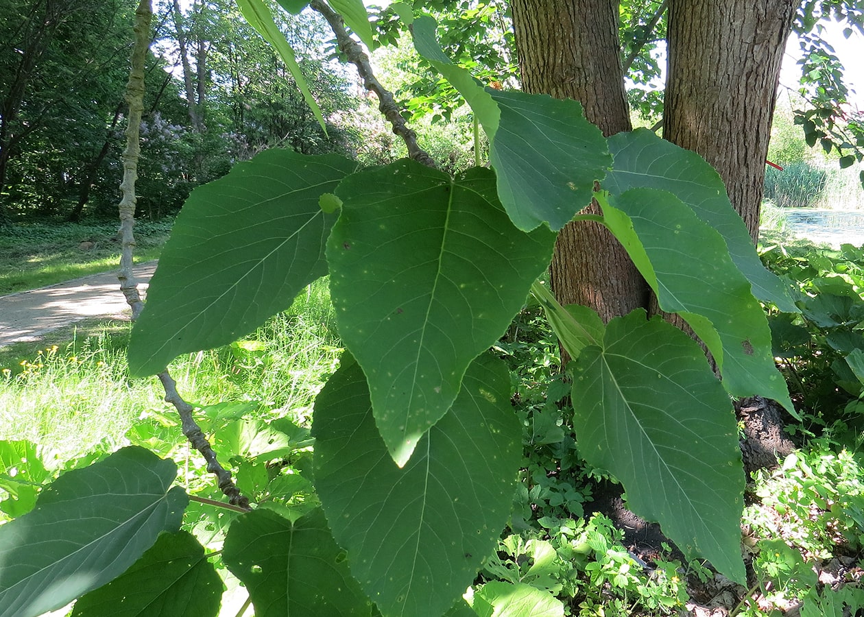 Image of Populus wilsonii specimen.