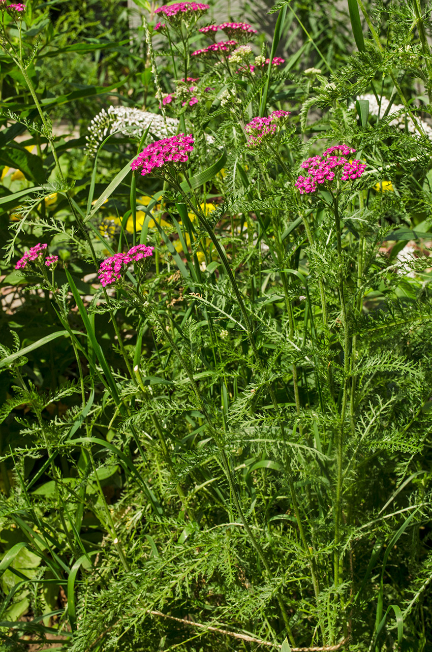 Изображение особи род Achillea.