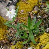 Gastrolychnis saxatilis. Цветущее растение. Якутия, Алданский р-н, сев. окр. г. Алдан, на границе карьера и леса. 21.07.2016.